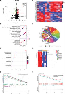 Application of weighted gene co-expression network and immune infiltration for explorations of key genes in the brain of elderly COVID-19 patients
